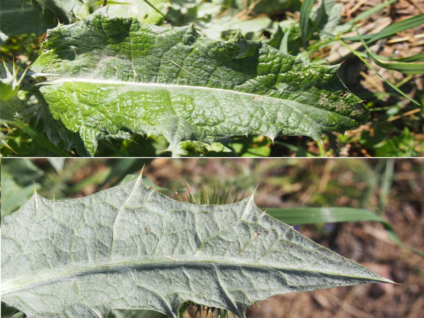 Thistle, Scotch, Cotton thistle leaf